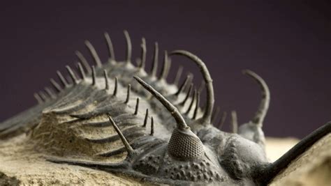 Eurypterid fossil on display at UC Davis : r/Paleontology