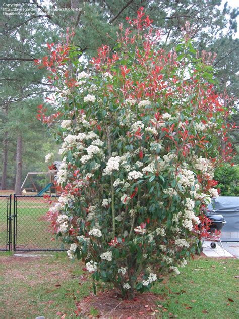 PlantFiles Pictures: Japanese Photinia, Red Tip Photinia, Red Leaf ...