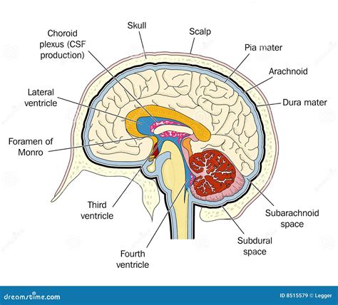 Ventricles Of Brain Anatomy Stock Photography | CartoonDealer.com #86009714