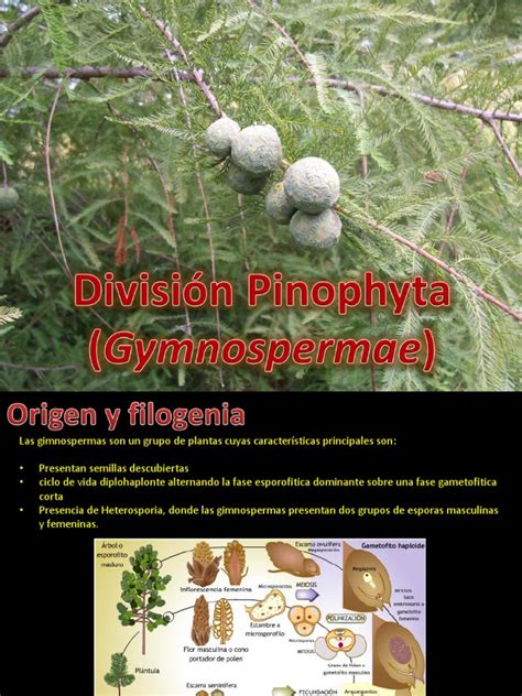 Pinophyta Examples