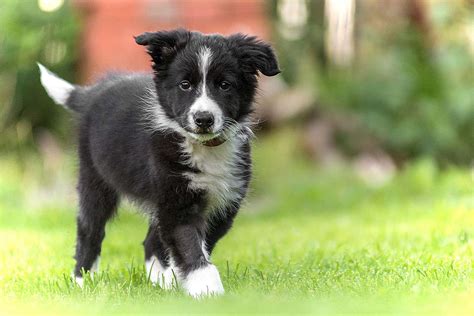 Border Collie Dog Breed Information & Characteristics | Daily Paws