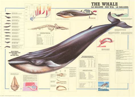 Whale Anatomy Education Poster 27x38 – BananaRoad