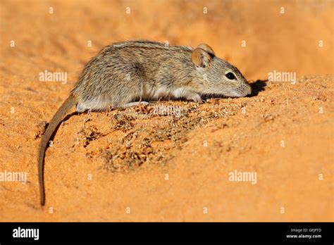 A striped mouse (Rhabdomys pumilio) in natural habitat, South Africa ...