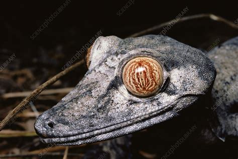 Madagascar Leaf-tailed Gecko - Stock Image - C011/7689 - Science Photo ...