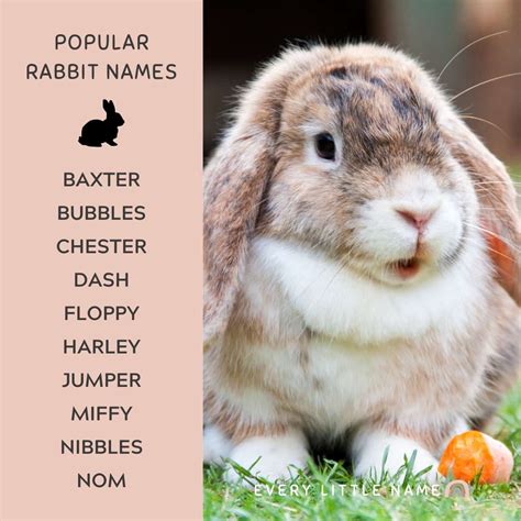 230+ Best Rabbit Names for Your Pet Bunny - Every Little Name