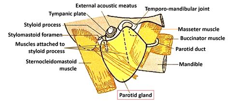 Parotid Gland – Anatomy QA