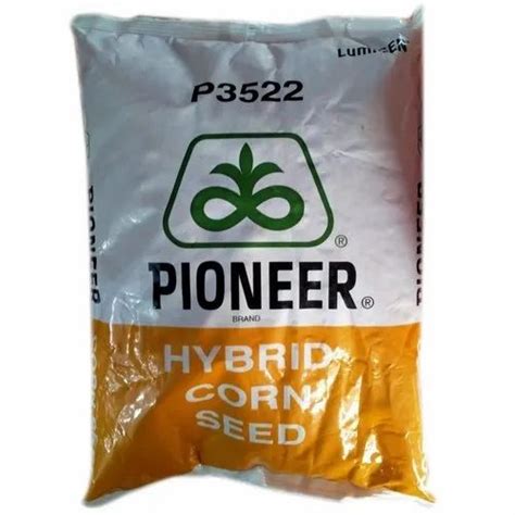 Dried Pioneer Hybrid Corn Seed, Packaging Type: Bag, Packaging Size ...