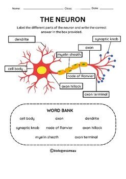 Neuron Structure Labeling Worksheet Color and Black and White with Easel