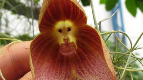 Monkey Face Orchid (Dracula simia) — The Ultimate Guide!