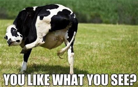 Funny Cattle Quotes. QuotesGram