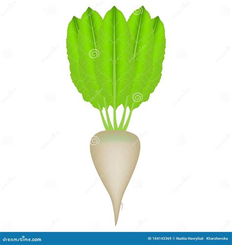 Sugar Beet on a White Background. Stock Vector - Illustration of edible ...