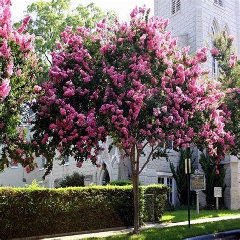 White Crepe Myrtle Tree Varieties