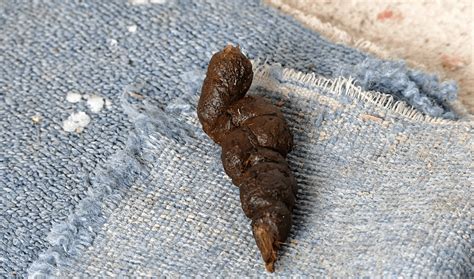 What Does Skunk Poop Look Like? And Just How Dirty Is It? - Animal Corner