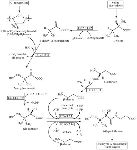 coenzyme A biosynthesis early