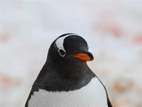 Gentoo Penguin Facts For Kids | Kids Matttroy