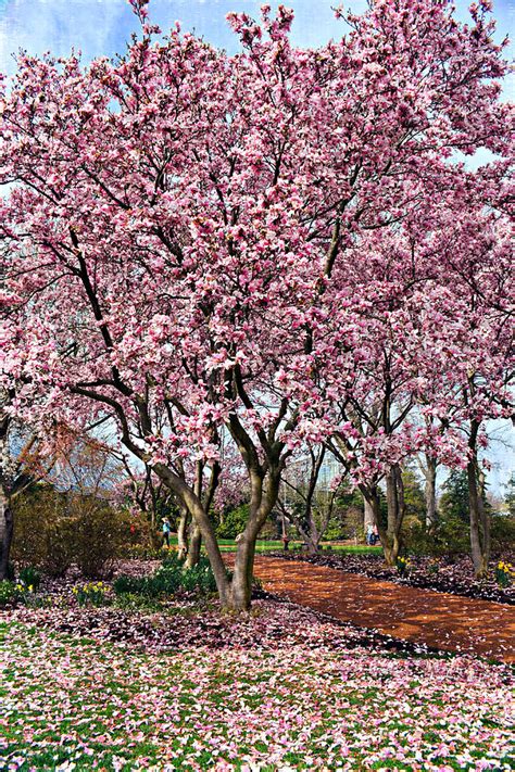 Tulip Tree In Bloom Photograph by Marty Koch | Fine Art America