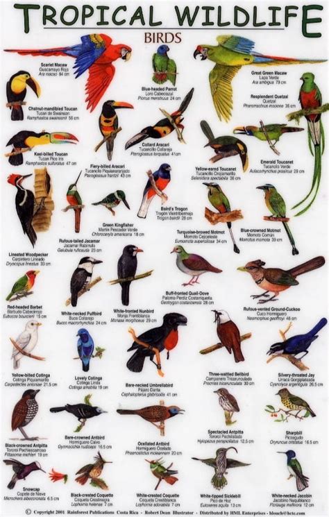 Tropical Wildlife Field Guide: Birds [English / Spanish] | Pet birds ...