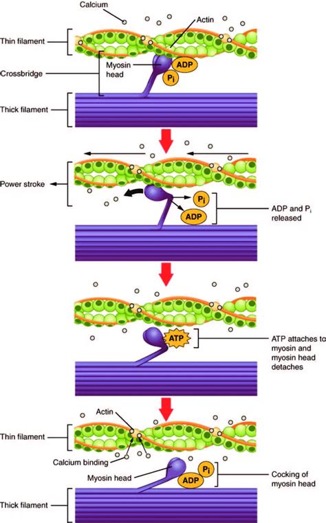 (A) The active site on actin is exposed as calcium binds to troponin ...