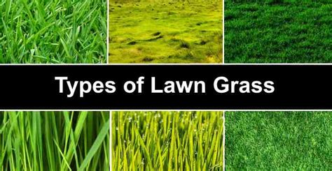 Types of Lawn Grass: Identification Guide to Sod Types (Pictures ...