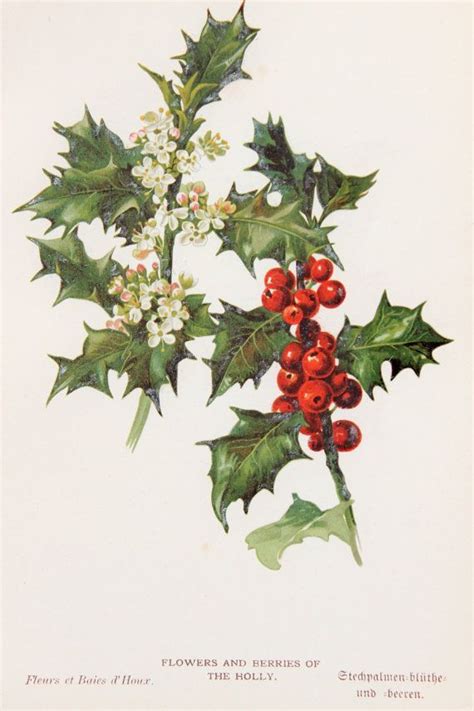 Image result for holly illustrations | Botanical prints, Botanical ...