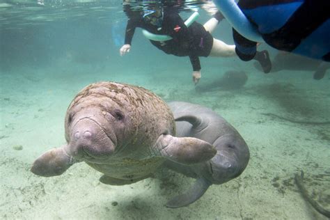 Manatee population rebounds: is it ready to come off the endangered ...