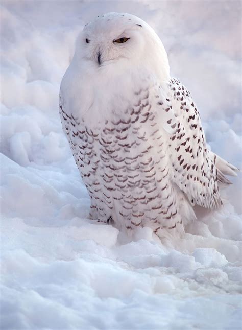 HD wallpaper: owl, snowy owl, owl flight, white owl, flying, bird of ...