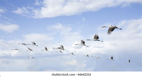 14,676 Birds flying formation Images, Stock Photos & Vectors | Shutterstock