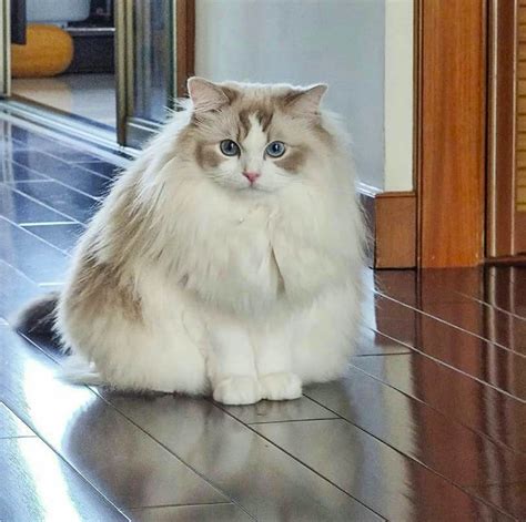 Fluffiest Cat Breeds - 5 Cat Breeds That Remind You Of Cotton - BSB