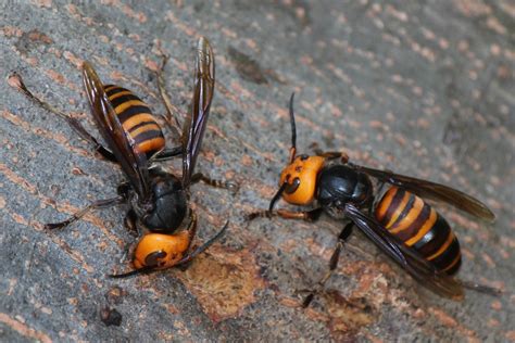 Are Asian Giant Hornets Really Dangerous? | Snopes.com