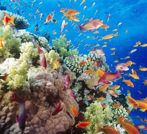 Red Sea Coral Reefs - Red Sea " All you need to know