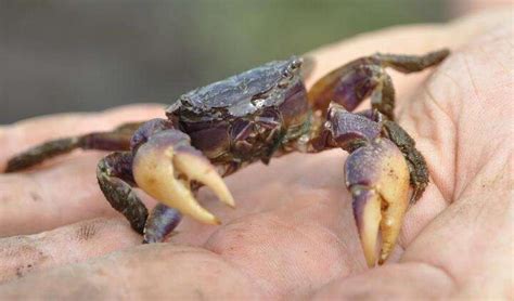 Burrowing crabs reshaping salt marshes, with climate change to blame