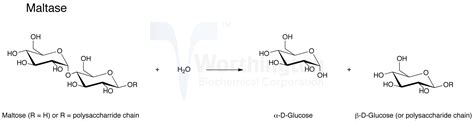 Maltase - Worthington Enzyme Manual