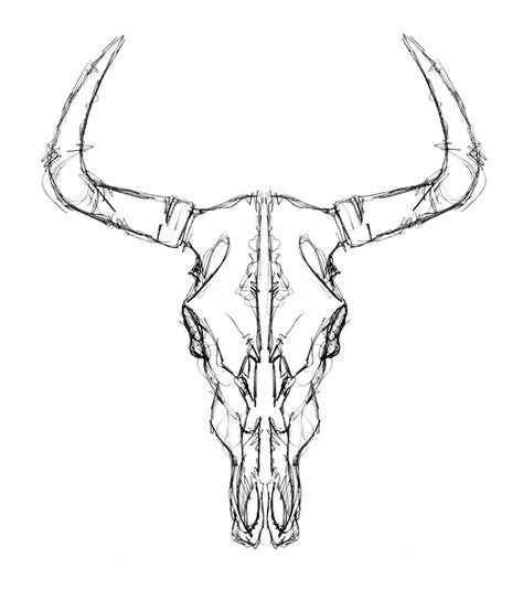 Cow Skull Drawing at PaintingValley.com | Explore collection of Cow ...