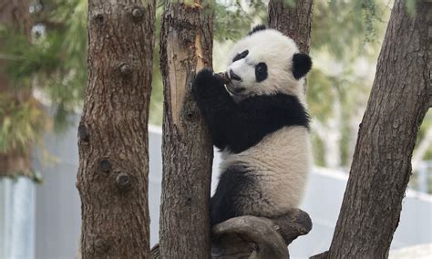 Giant Panda Conservation | Smithsonian's National Zoo