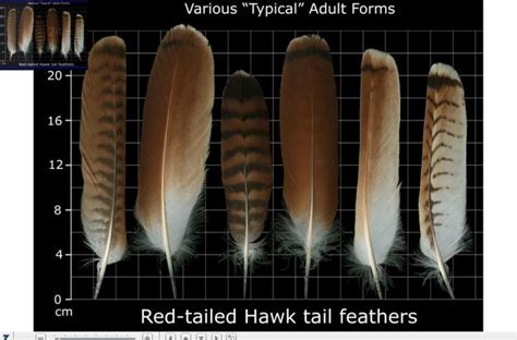 Assorted Red tail hawk feathers | Red tail hawk feathers, Red tailed ...