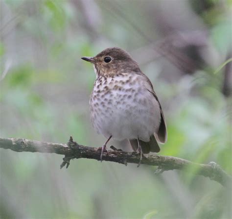 Graham's Birding Blog: Sites near Magee Marsh 15 - 19 May 2011