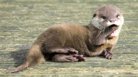 Baby River Otter