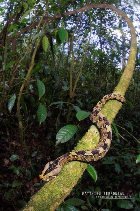 Bitis nasicornis, Ouganda in 2023 | Gaboon viper, Reptile snakes, Snake ...