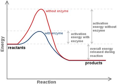 Enzymes and Reaction Rates