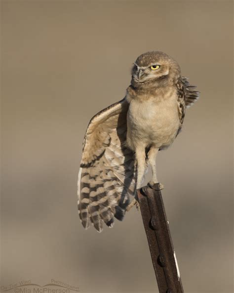 Burrowing Owl juvie stretching one wing – Mia McPherson's On The Wing ...