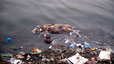 Ganges River Pollution Bodies