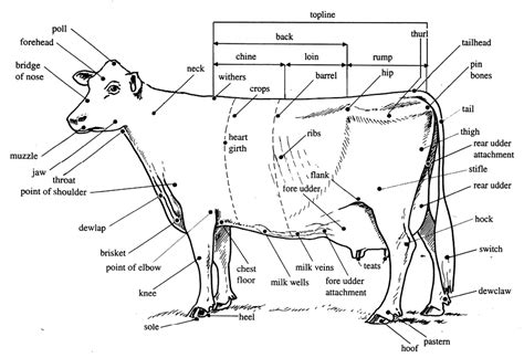 Parts Of A Dairy Cow Worksheet - All About Cow Photos