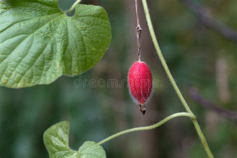 Wild potato spider stock photo. Image of wildlife, animal - 144922736