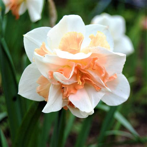 Narcissus Replete – Easy To Grow Bulbs