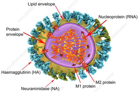 Influenza virus structure, illustration - Stock Image - F019/6446 ...