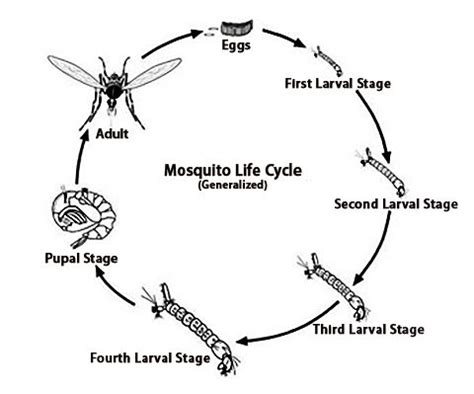 The Mosquito Life Cycle - Pinellas County