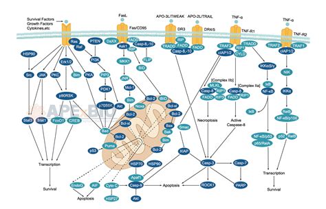 APExBIO - Apoptosis - Signaling Pathways