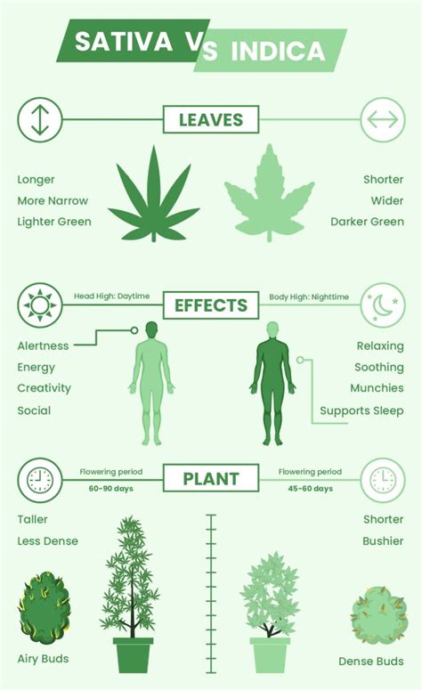 Sativa vs. Indica vs. Hybrid Compared – A Complete Guide