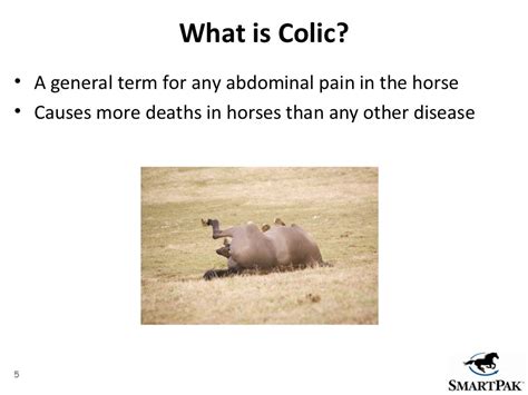 Colic Prevention: Proven tips to help reduce your horse's risk