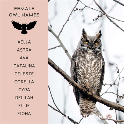 230+ Best Owl Names (Cute, Funny, and Cool) - Every Little Name